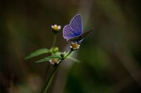 Een van de vele vlinders